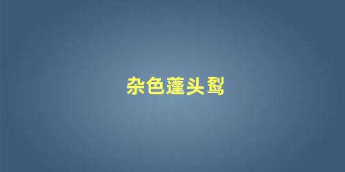 杂色蓬头䴕