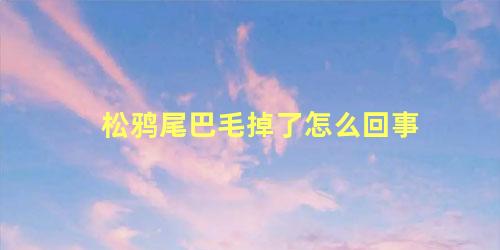 松鸦尾巴毛掉了怎么回事