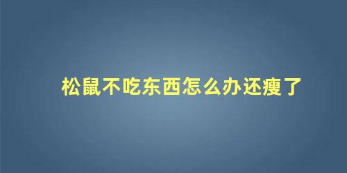 松鼠不吃东西怎么办还瘦了