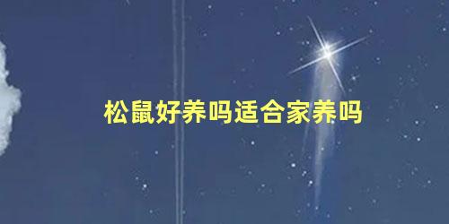 松鼠好养吗适合家养吗
