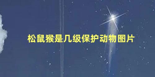 松鼠猴是几级保护动物图片