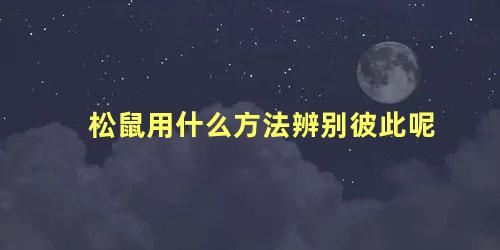 松鼠用什么方法辨别彼此呢