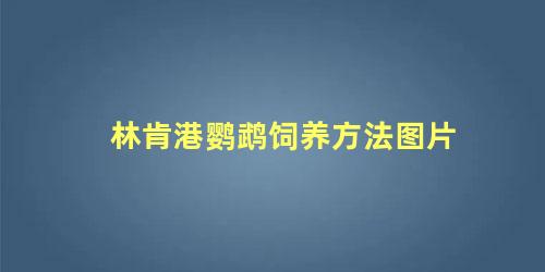 林肯港鹦鹉饲养方法图片