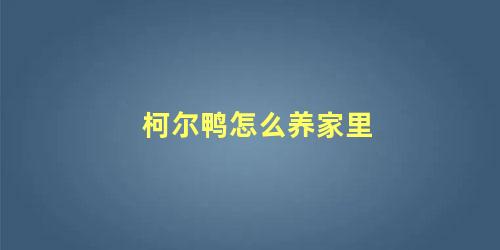 柯尔鸭怎么养家里