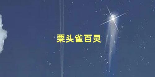 栗头雀百灵