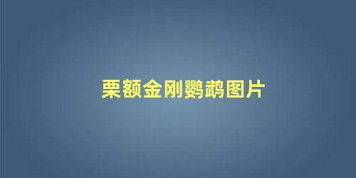 栗额金刚鹦鹉图片