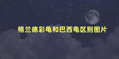 格兰德彩龟和巴西龟区别图片