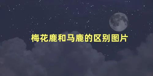 梅花鹿和马鹿的区别图片