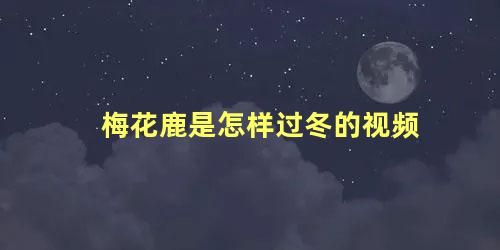 梅花鹿是怎样过冬的视频