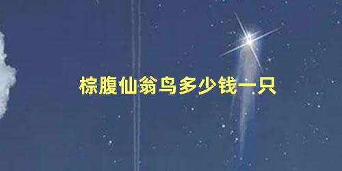 棕腹仙翁鸟多少钱一只