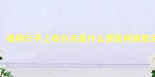 植物叶子上有白点是什么原因用啥能治