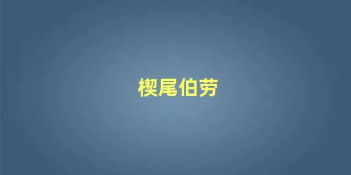 楔尾伯劳