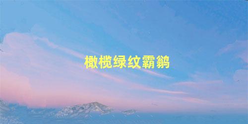 橄榄绿纹霸鹟