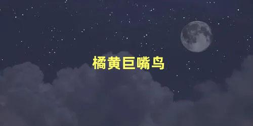 橘黄巨嘴鸟
