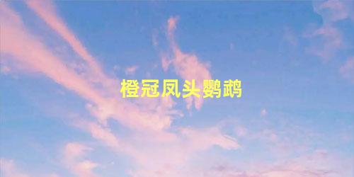 橙冠凤头鹦鹉