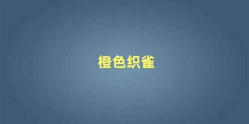 橙色织雀