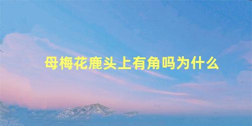 母梅花鹿头上有角吗为什么