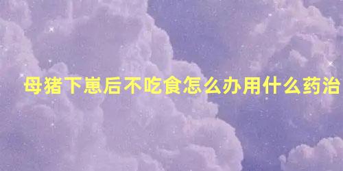 母猪下崽后不吃食怎么办用什么药治