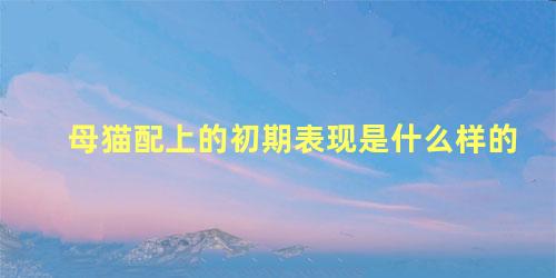 母猫配上的初期表现是什么样的