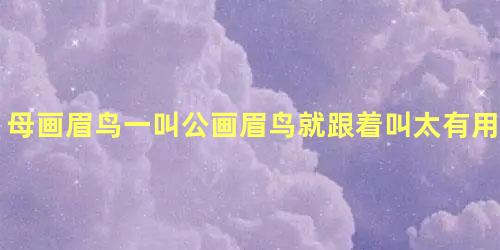 母画眉鸟一叫公画眉鸟就跟着叫太有用了视频