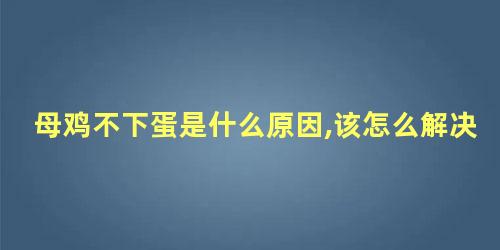 母鸡不下蛋是什么原因,该怎么解决