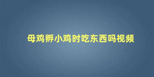 母鸡孵小鸡时吃东西吗视频