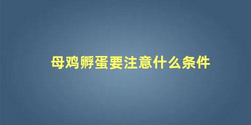 母鸡孵蛋要注意什么条件