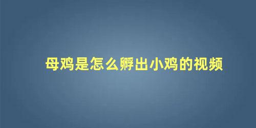 母鸡是怎么孵出小鸡的视频