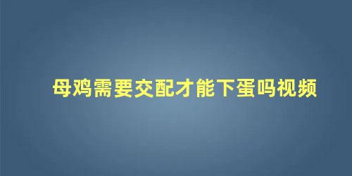 母鸡需要交配才能下蛋吗视频