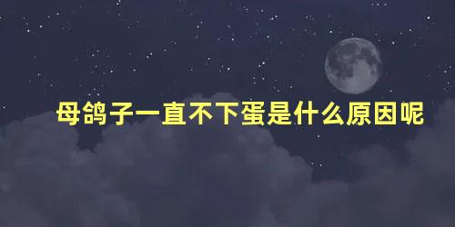 母鸽子一直不下蛋是什么原因呢