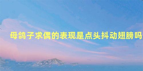 母鸽子求偶的表现是点头抖动翅膀吗