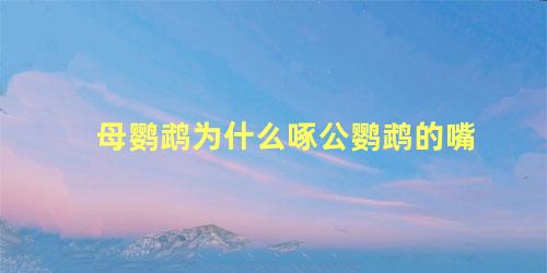 母鹦鹉为什么啄公鹦鹉的嘴
