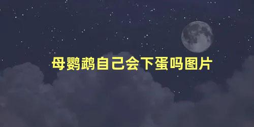 母鹦鹉自己会下蛋吗图片