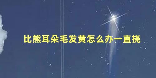 比熊耳朵毛发黄怎么办一直挠