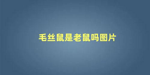 毛丝鼠是老鼠吗图片