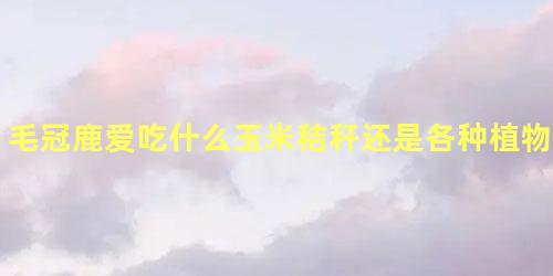 毛冠鹿爱吃什么玉米秸秆还是各种植物嫩叶蚂蚁森林