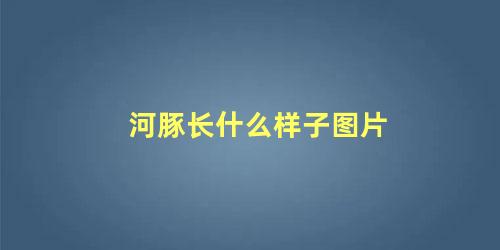 河豚长什么样子图片