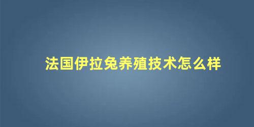 法国伊拉兔养殖技术怎么样