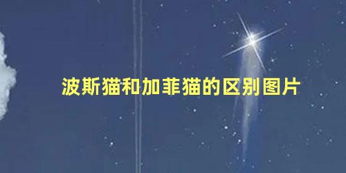 波斯猫和加菲猫的区别图片