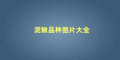 泥鳅品种图片大全