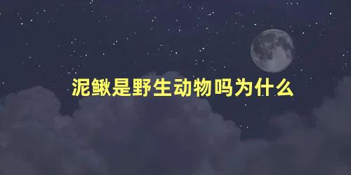 泥鳅是野生动物吗为什么