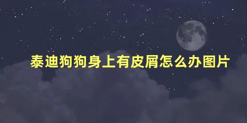 泰迪狗狗身上有皮屑怎么办图片