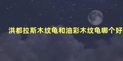 洪都拉斯木纹龟和油彩木纹龟哪个好