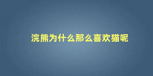 浣熊为什么那么喜欢猫呢