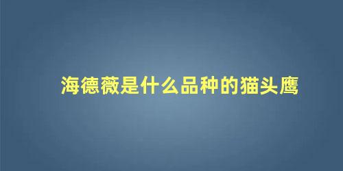 海德薇是什么品种的猫头鹰