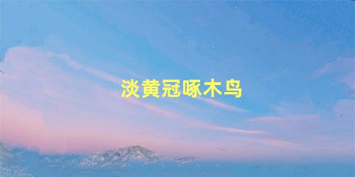 淡黄冠啄木鸟
