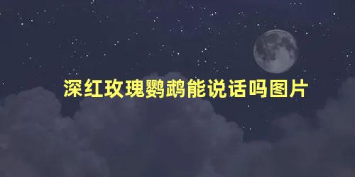 深红玫瑰鹦鹉能说话吗图片
