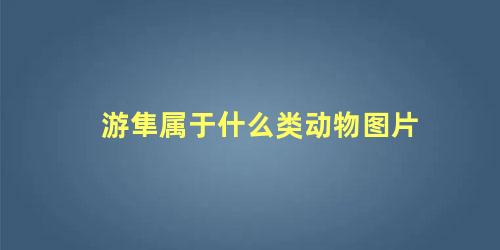 游隼属于什么类动物图片