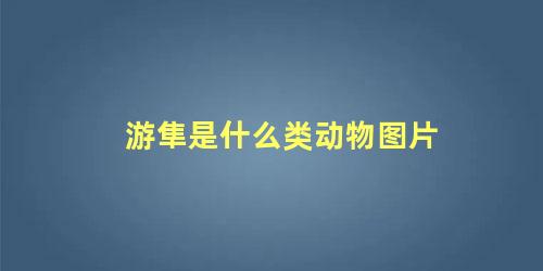 游隼是什么类动物图片