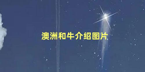 澳洲和牛介绍图片